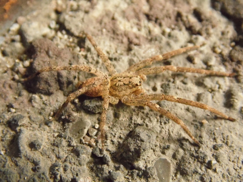 Zoropsis cf. spinimana